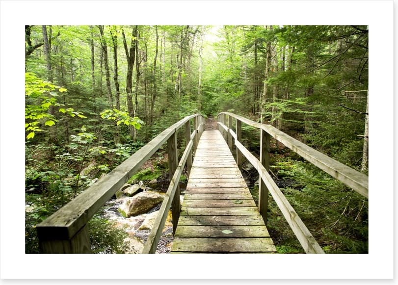Footbridge to the forest