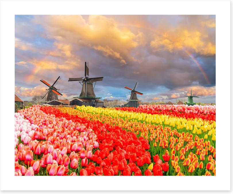 Tulip meadow mills