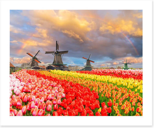 Tulip meadow mills
