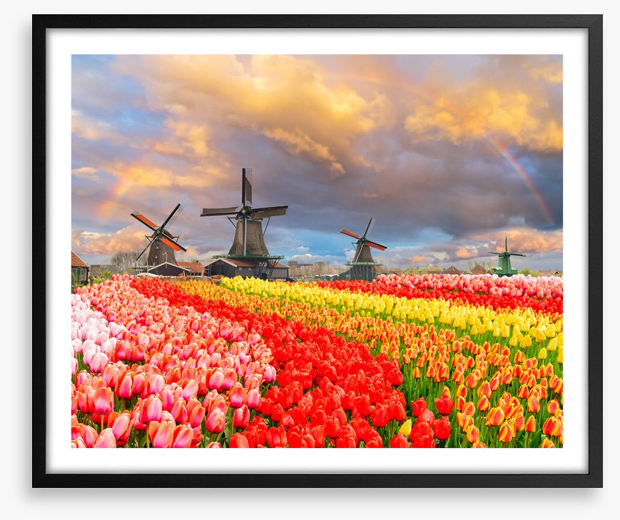 Tulip meadow mills