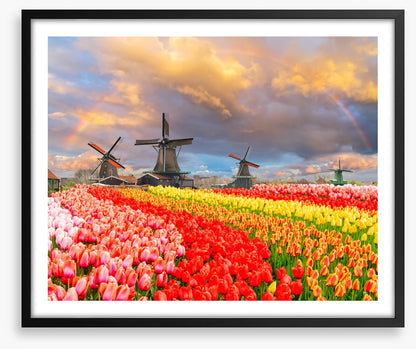 Tulip meadow mills