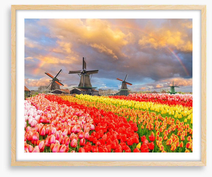 Tulip meadow mills