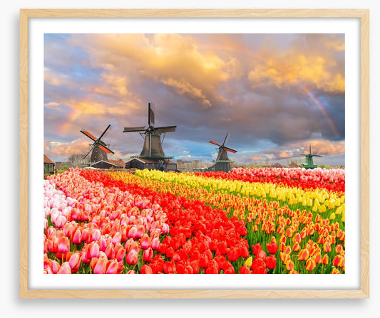 Tulip meadow mills