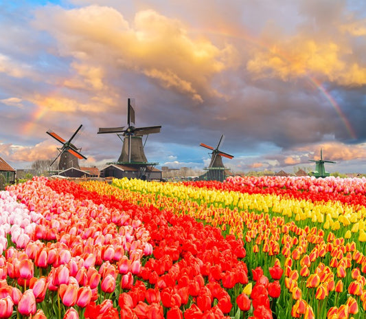 Tulip meadow mills