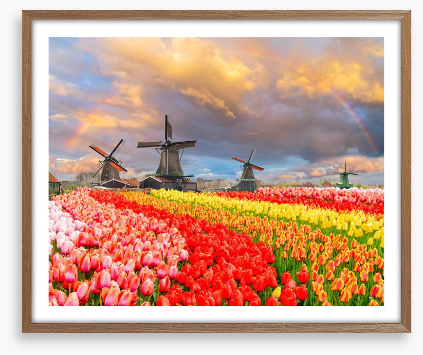 Tulip meadow mills