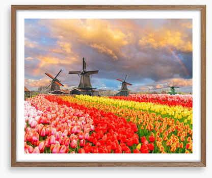 Tulip meadow mills