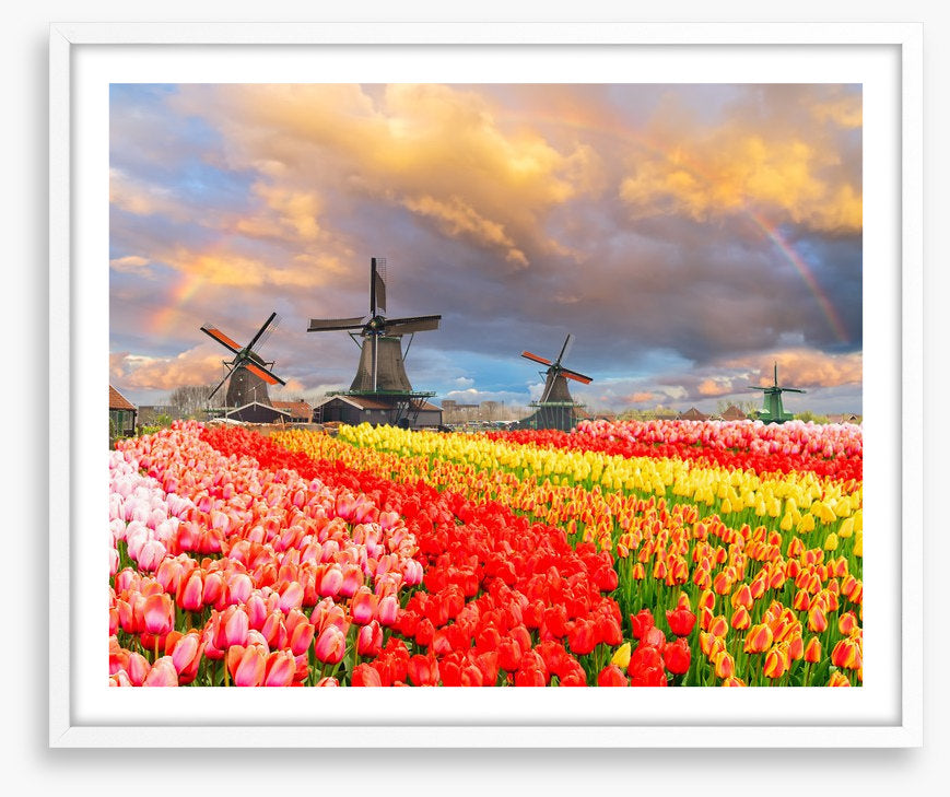 Tulip meadow mills