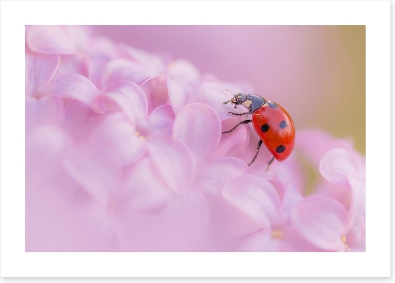 Insects