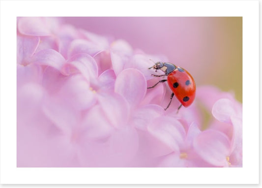 Insects
