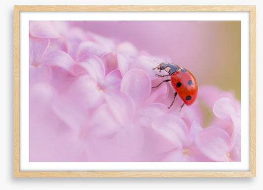 Insects