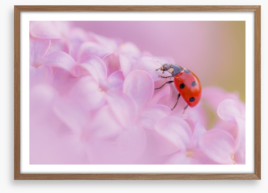 Insects