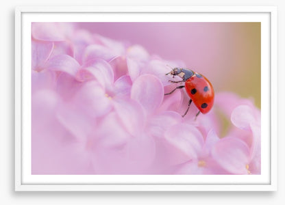 Insects