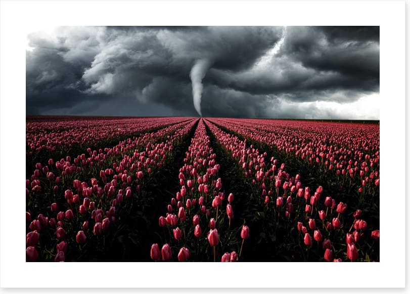 Tornado in the tulips