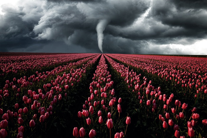Tornado in the tulips