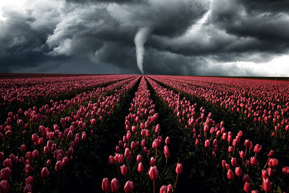 Tornado in the tulips