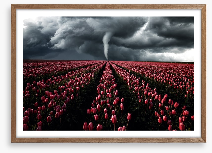 Tornado in the tulips
