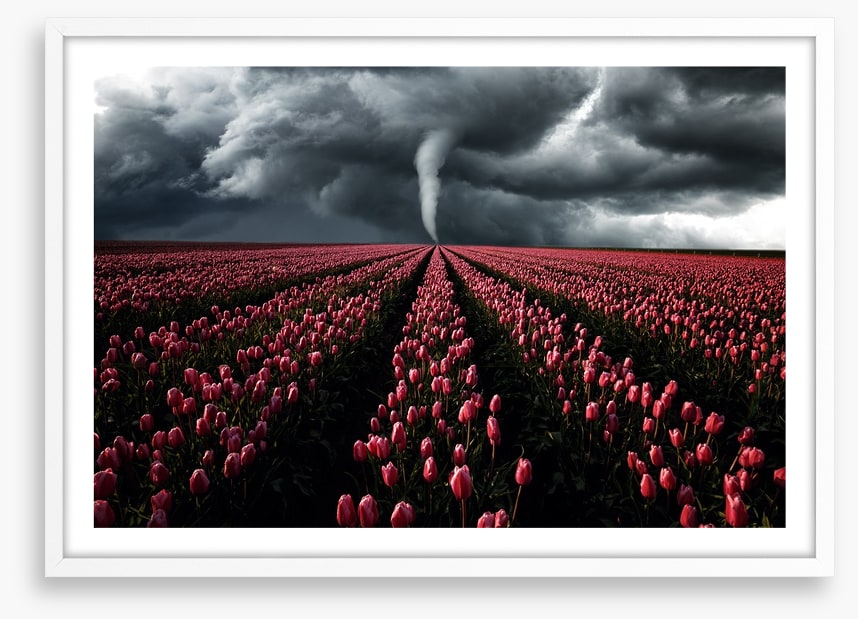 Tornado in the tulips