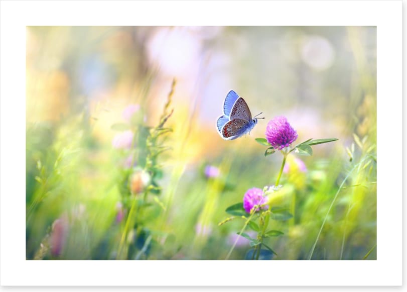 Sunkissed clover