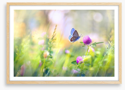 Sunkissed clover
