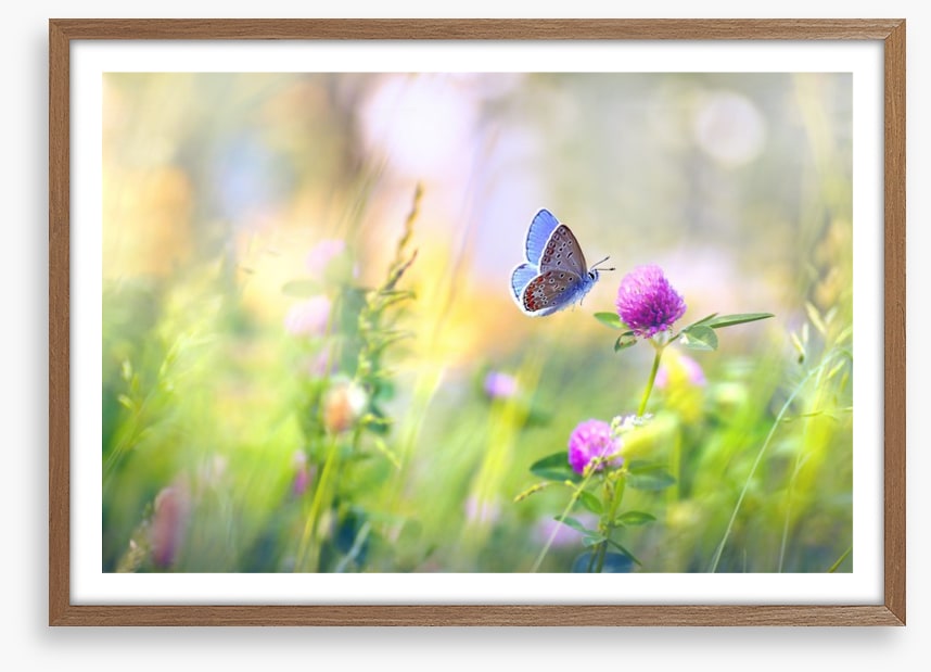 Sunkissed clover
