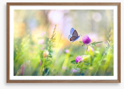 Sunkissed clover