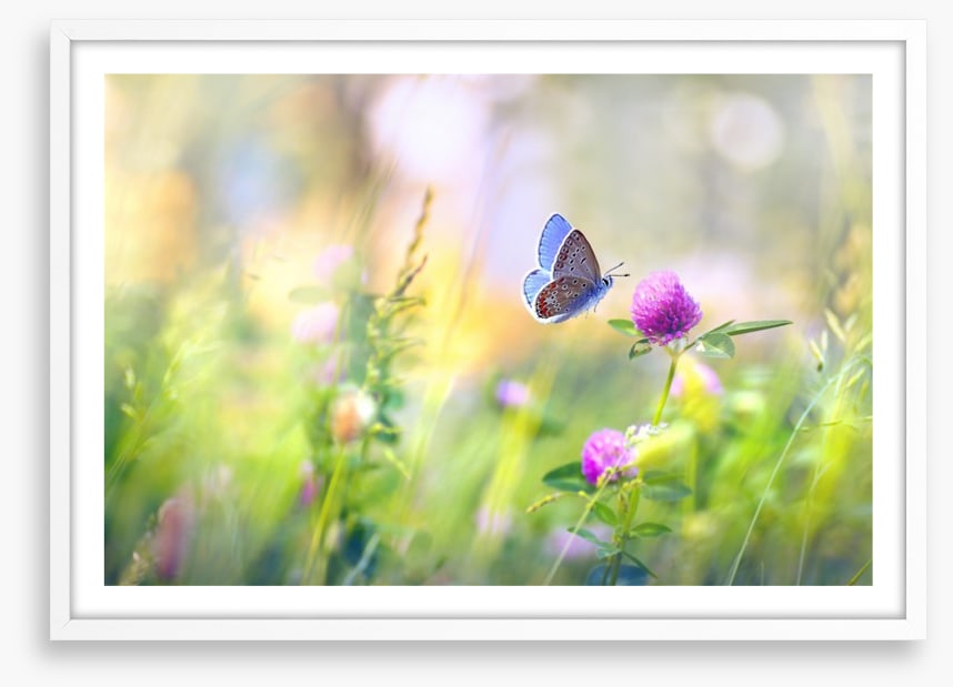 Sunkissed clover