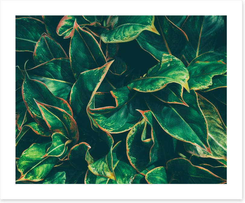 Leaves