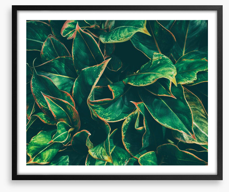 Leaves
