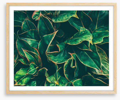 Leaves