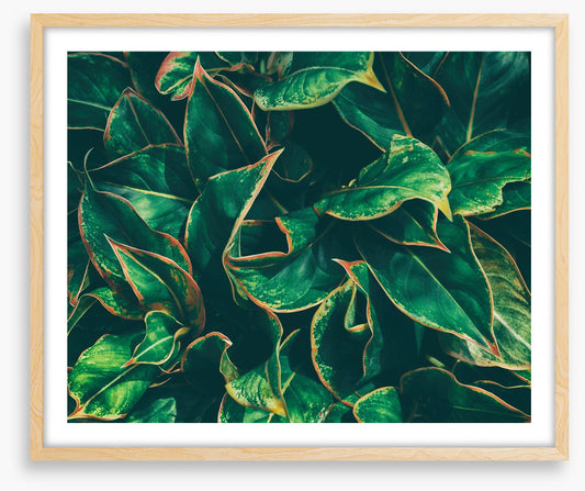 Leaves