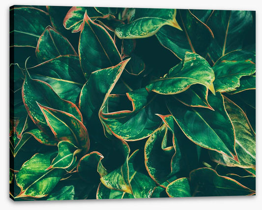 Leaves