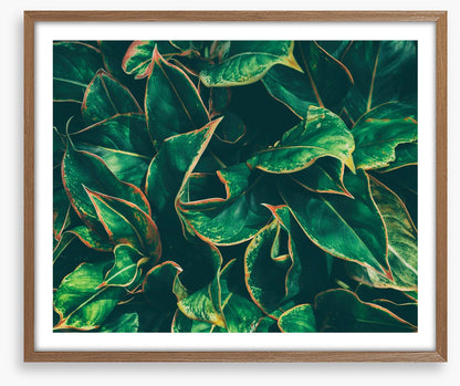Leaves
