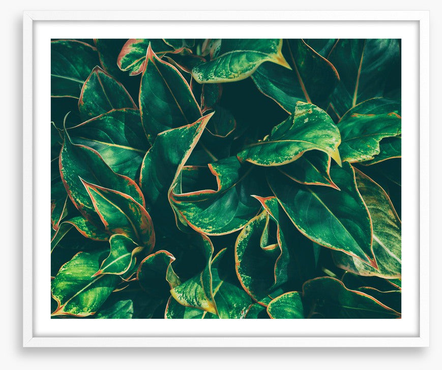Leaves