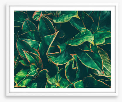 Leaves