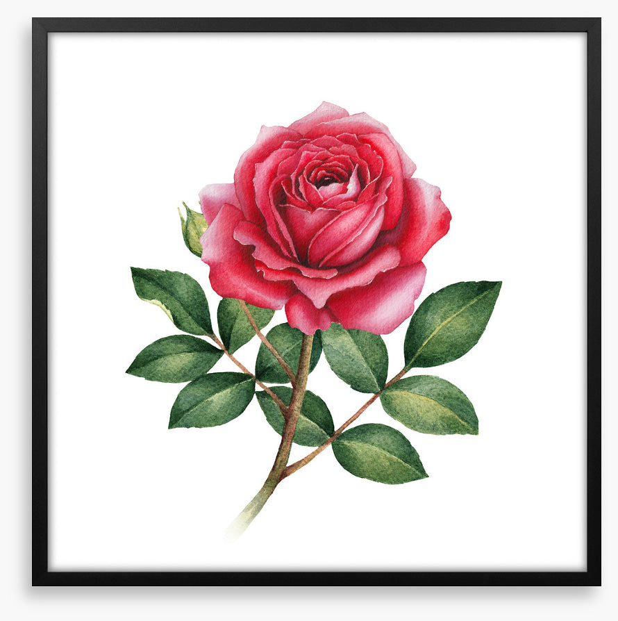 The wild rose
