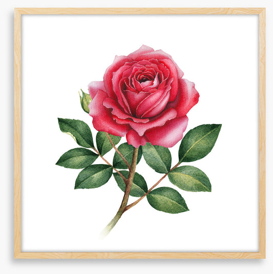 The wild rose