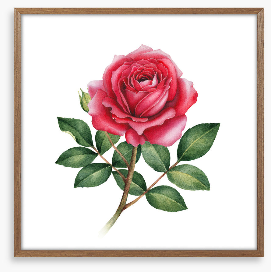 The wild rose