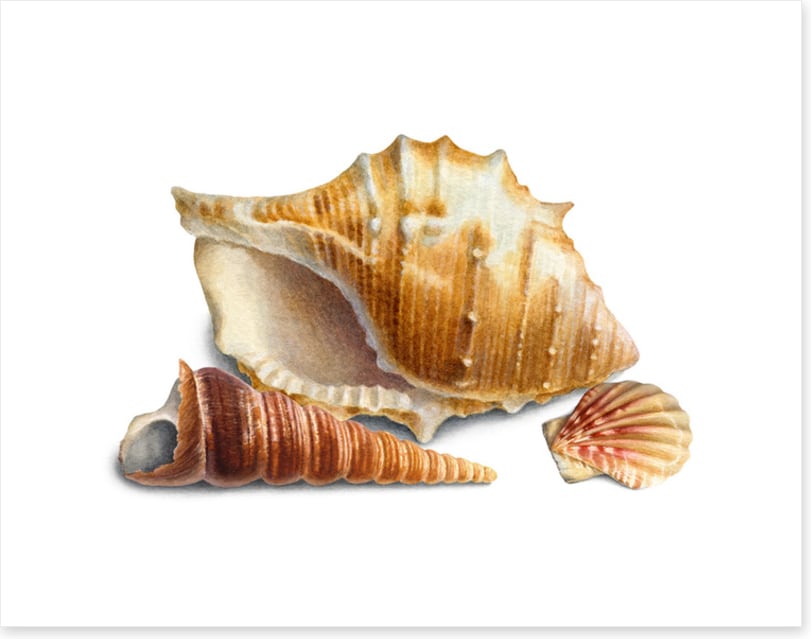 Three shells III