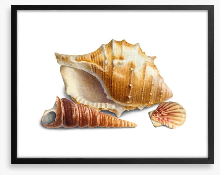 Three shells III