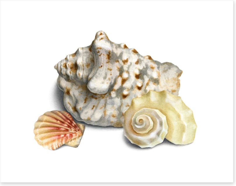 Three shells I