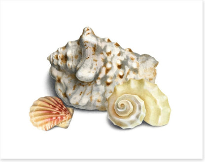Three shells I