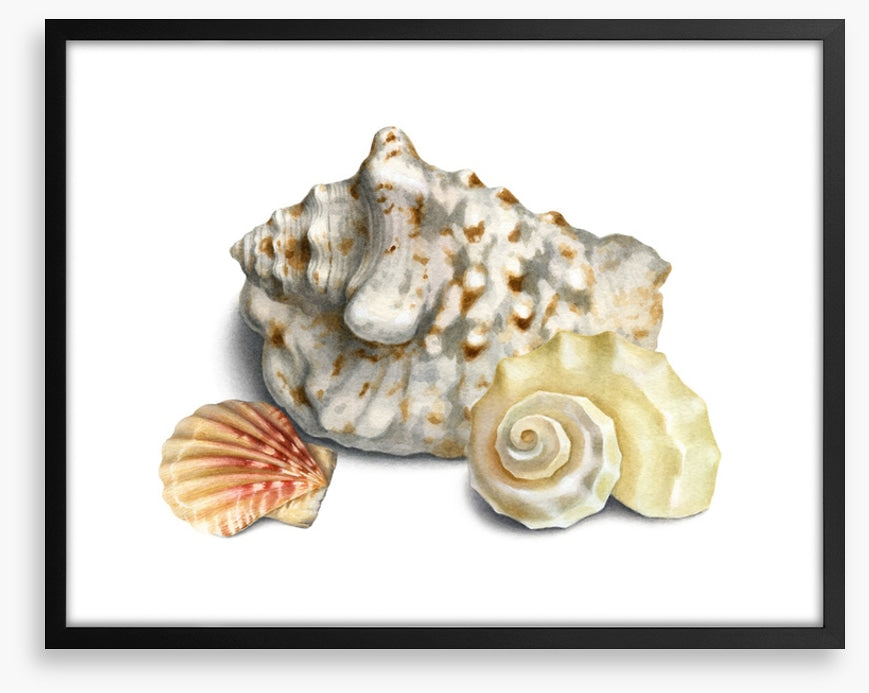 Three shells I