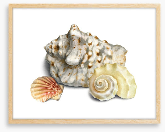 Three shells I
