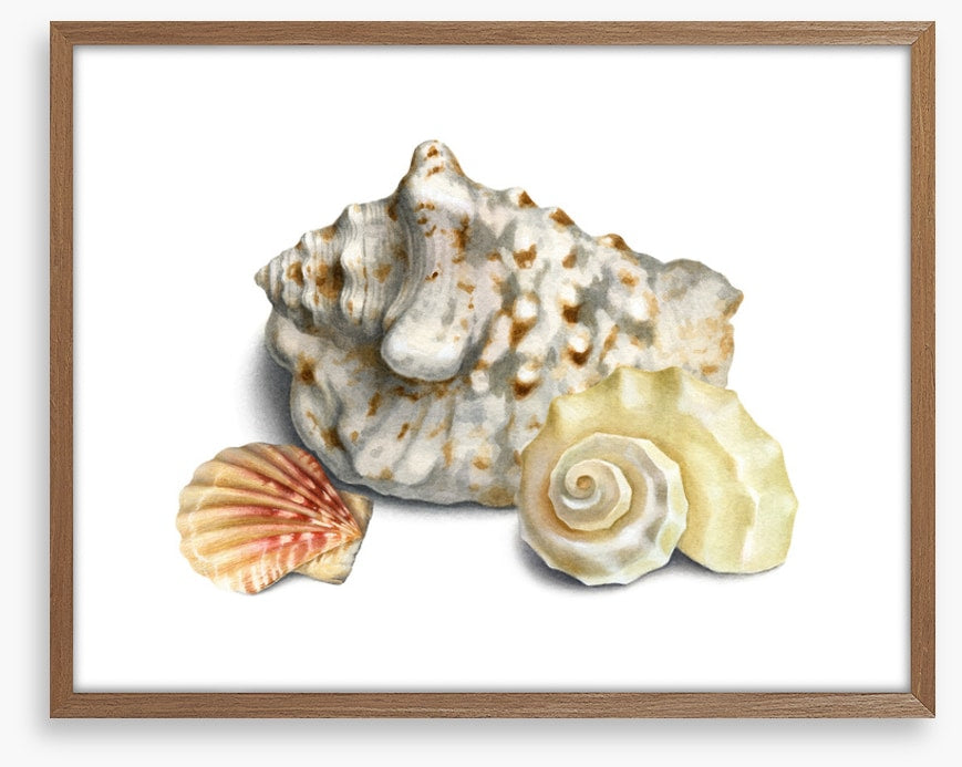 Three shells I