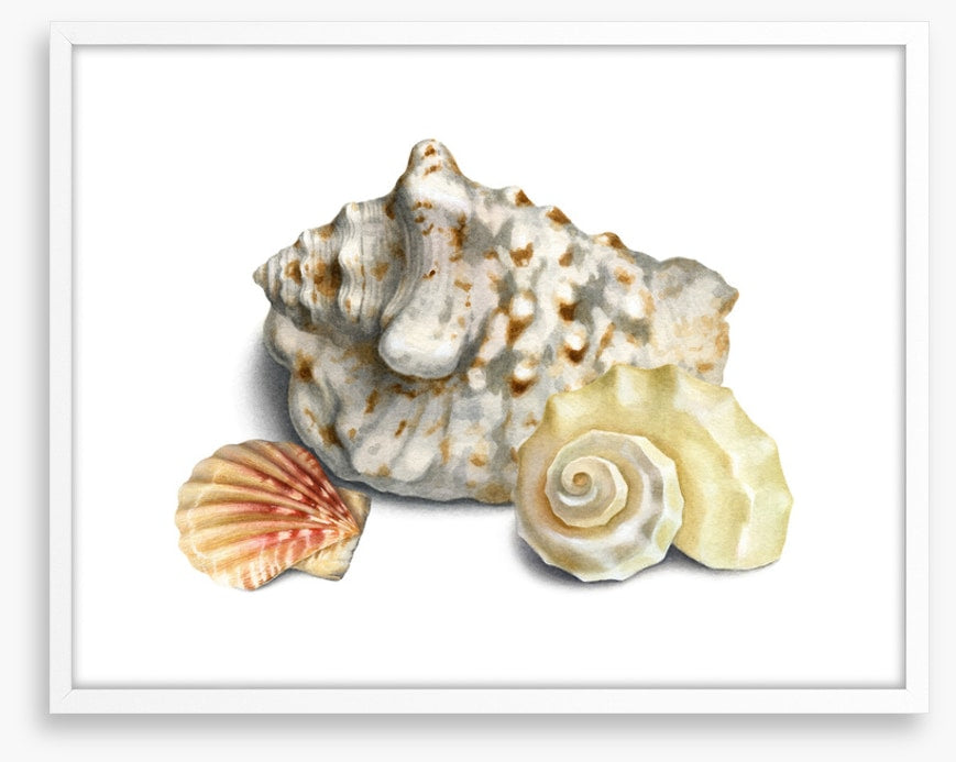 Three shells I