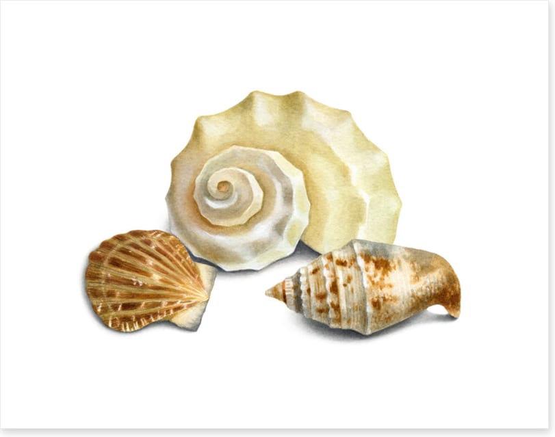 Three shells II