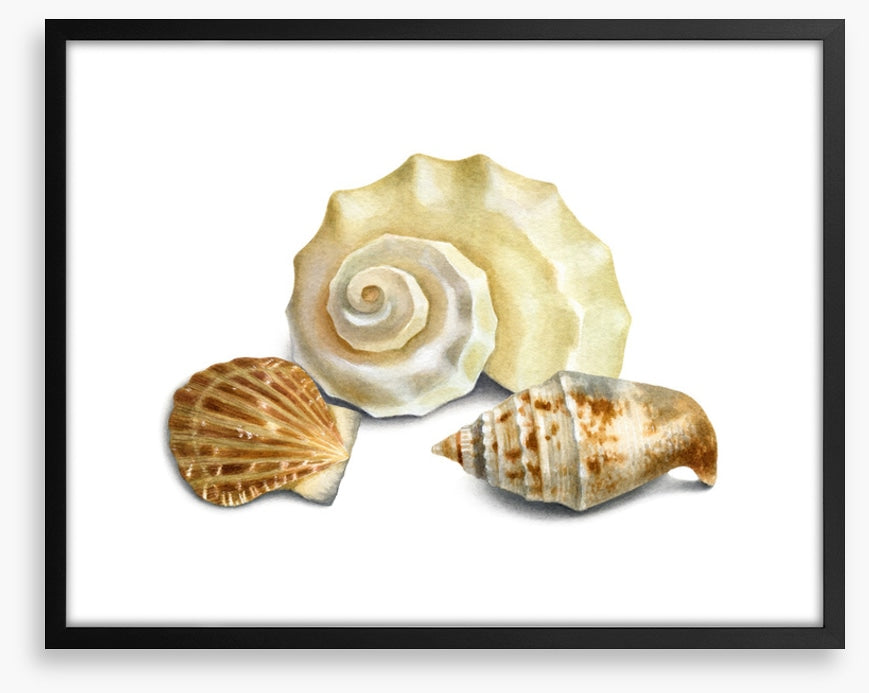 Three shells II
