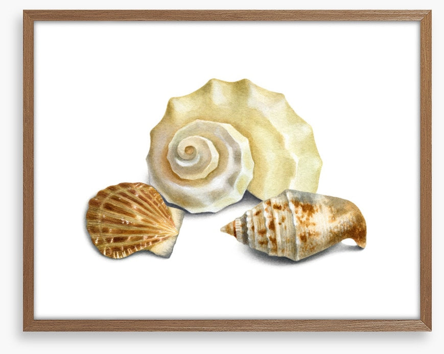 Three shells II