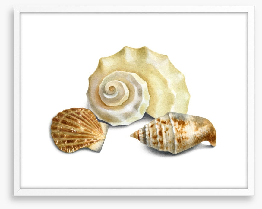 Three shells II