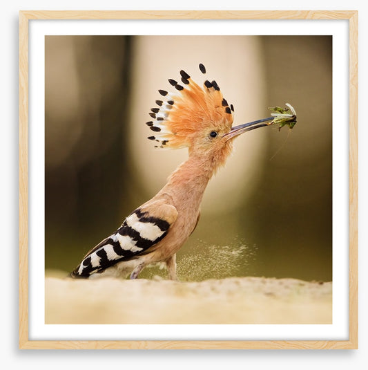 Hoopoe hunter